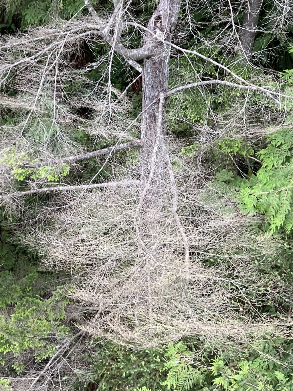 Vancouver—The William Blake&nbsp;Way