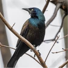 Loss and Poetry—22 Days until Princeton 5K, 158 Days until Fairy Tale&nbsp;Challenge